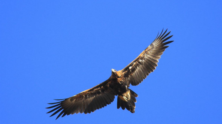 Horrendous Number of Eagle Deaths From Wind Farms