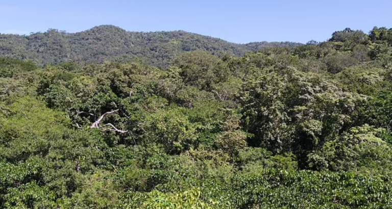‘Carbon Offsetting’ Tree-Planting Schemes Are Harming Nature, Say Oxford Scientists