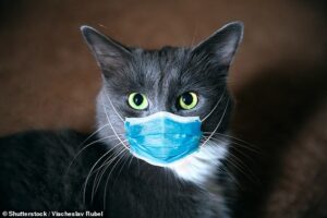 cat flu.jpg
