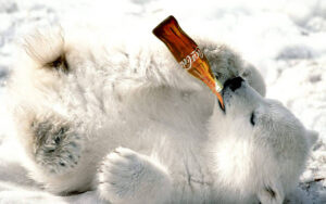 polar bear with cola.jpg
