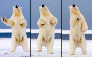 potd-polar-bears_2804249k.jpg
