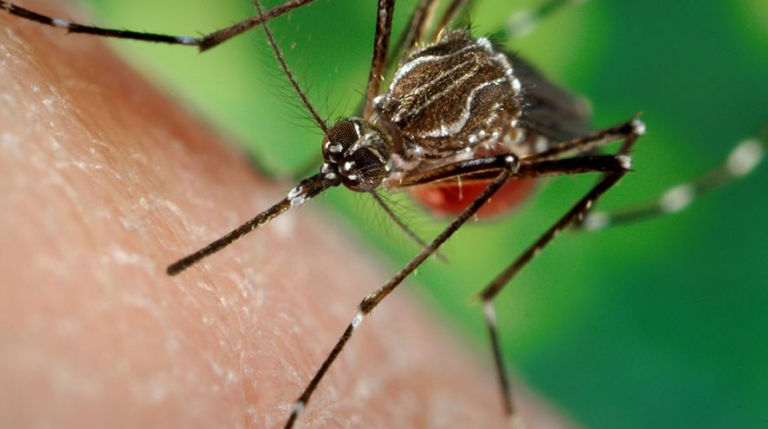 U.K. Health Security Agency Deploys Made-Up Rise of 5°C in 80 Years to Spread Alarm About Dengue Fever Plague in London