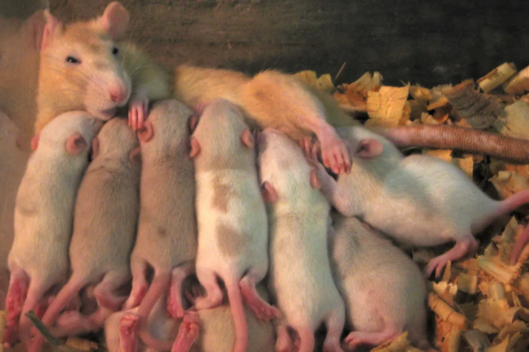Covid Vaccines Cause ‘Autism’ in Lab Rats, Study Finds