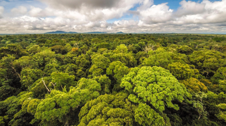 Global Plant Growth Accelerates Thanks to Higher Carbon Dioxide Levels, New Study Finds