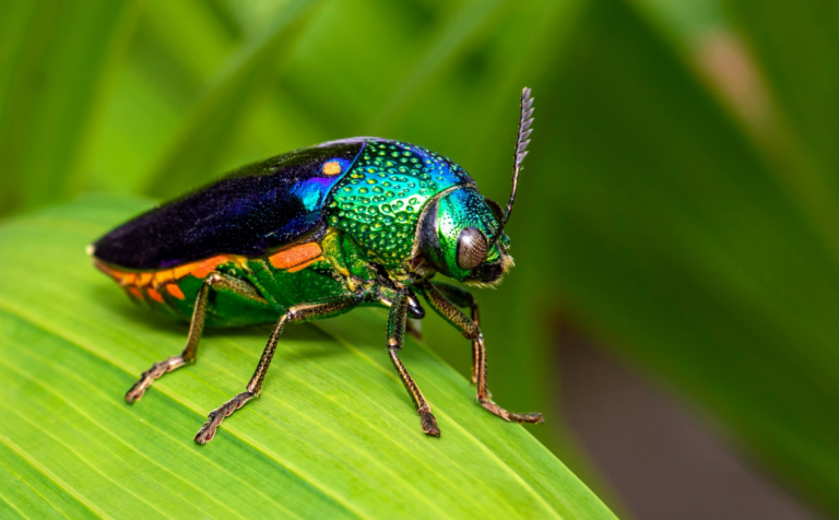 Do Pokémon, Beetles and Rocking Horses Really Have a ‘Right to Privacy’?