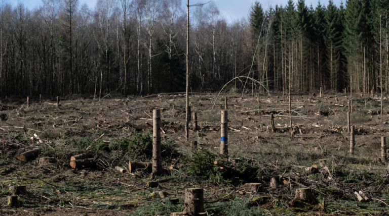 Germany Begins Felling 120,000 Trees From ‘Fairy Tale’ Forest to Make Way for Wind Turbines