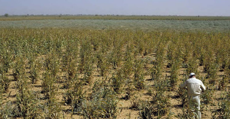 Climate Scientists Hail Boost to Global Plant Growth From Higher CO2
