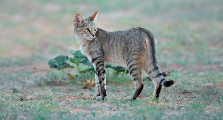 African Wildcats Roamed Inside the Arctic Circle Just 9,000 Years Ago at Temperatures That Were 5°C Warmer Than Today