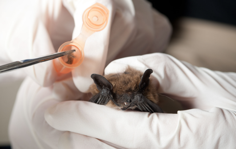 The Smoking Gun in America: COVID-19 Virus Transmits in American Lab Animals But Not Chinese Lab Animals