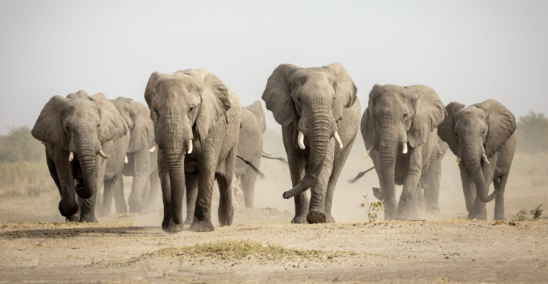 European Governments Should Stop Telling Africans How To Manage Their Elephants
