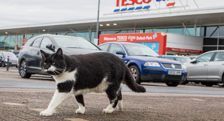 What Did Belinda the Cat Do?