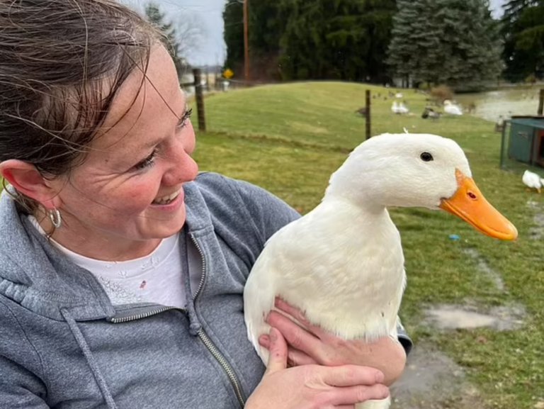 Ohio Duck Rescuer Says “Unusual” Number of Birds Have Disappeared and She Believes They Are Being “Murdered for Food” by Migrants