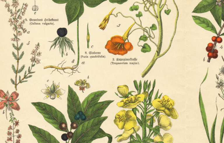 Latin Plant Names Could be Racist, Warns University of Michigan