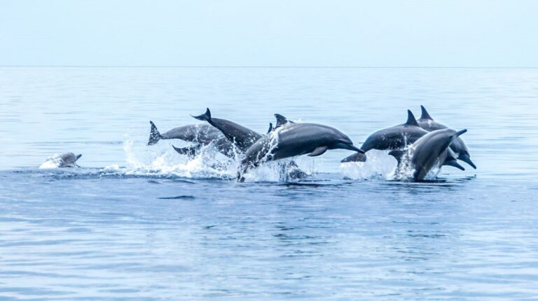 Shocking Rise in Whale, Dolphin and Porpoise Strandings as Wind Farms Proliferate Around British Coast