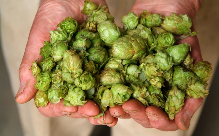 British Beer Under Threat From Inheritance Tax Raid, Hop Farmers Warn
