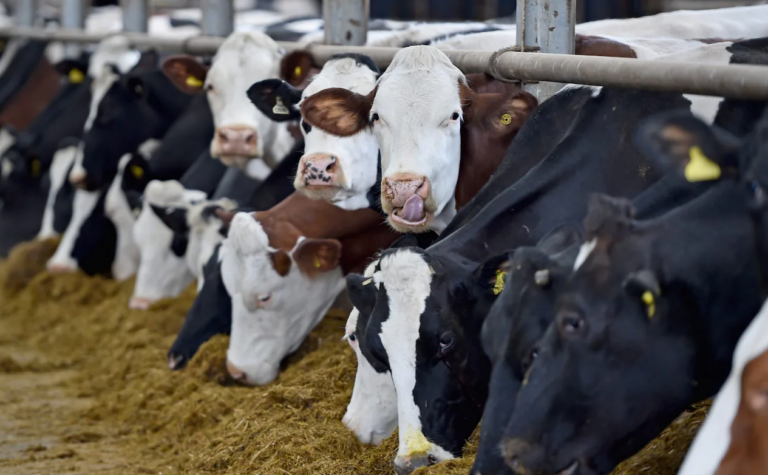 Backlash as Cows Given Synthetic Additive in Feed to Hit Net Zero