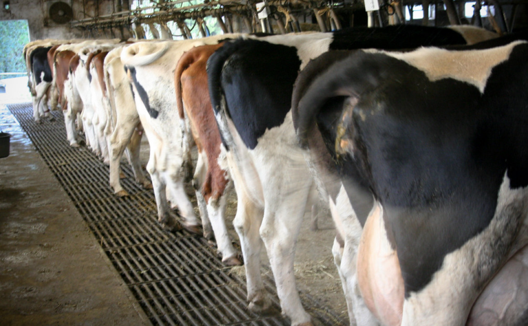 Is Banning the Burps of Bullocks Worth Risking Our Bollocks?