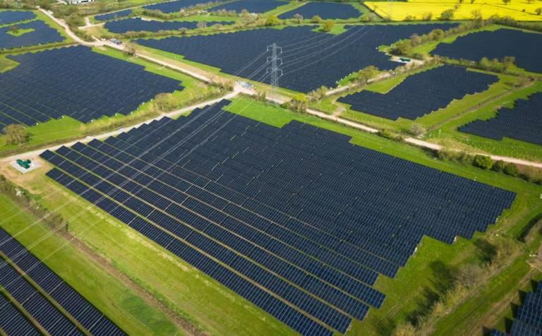The Shocking Solar Farm Bird Deaths the Mainstream Media Aren’t Telling You About