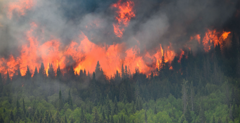 Sensational Findings Published in Nature Blow Politicised Wildfire Climate Scam Out of the Water