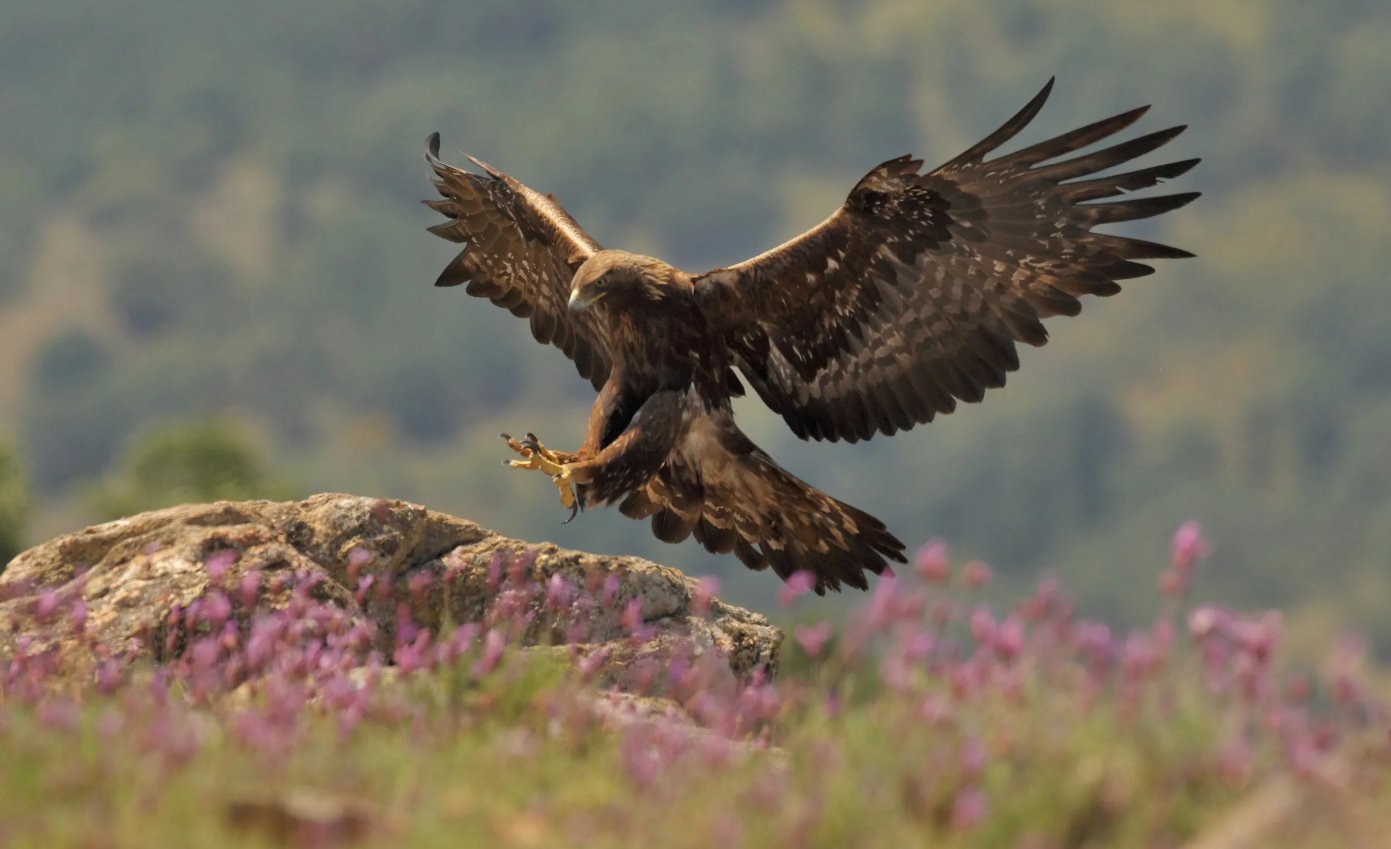Massive Wind Turbine Expansion Puts Golden Eagle on Path to Possible American Extinction as Annual Death Rate Increase Leaps by 50% – The Daily Sceptic thumbnail