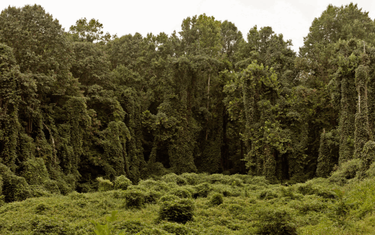 Trees Get Bigger Around the World Thanks to Higher CO2 Levels