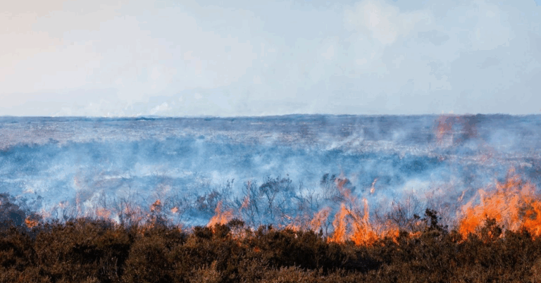 The Ban on Controlled Burning of Moorland is Making Wildfires Worse