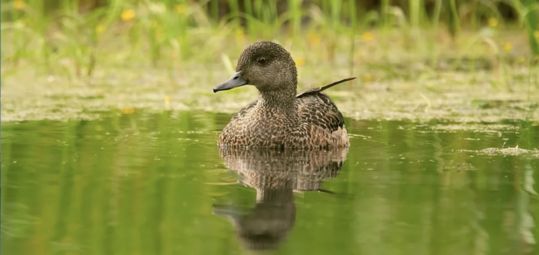 Net Zero Conservative MPs Promote Scheme to Cover Ponds With Solar Panels That’s Completely Quackers