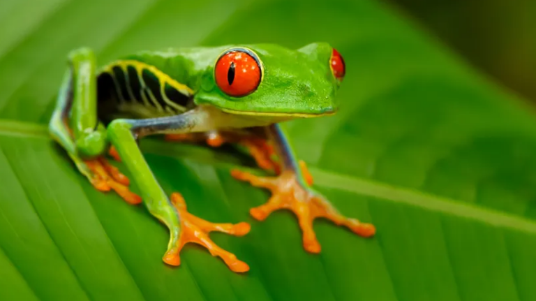 Climate Change is Not Causing Mass Extinctions, Says Bombshell Royal Society Paper