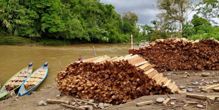 EXCLUSIVE: Half a Million Balsa Trees Illegally Logged in Amazon Rainforest Every Year to Feed Global Wind Turbine Demand