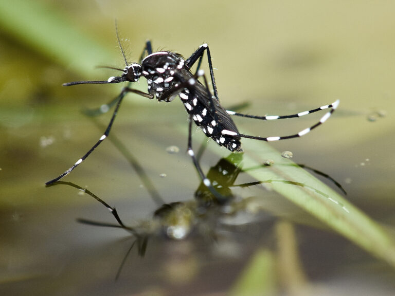 “Implausible” UK Health Security Agency Report Promoting Endemic Dengue Fever in London Must Be Withdrawn