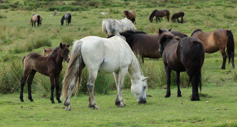 The Woke Quango That Wants to Cull Every Wild Pony on Dartmoor