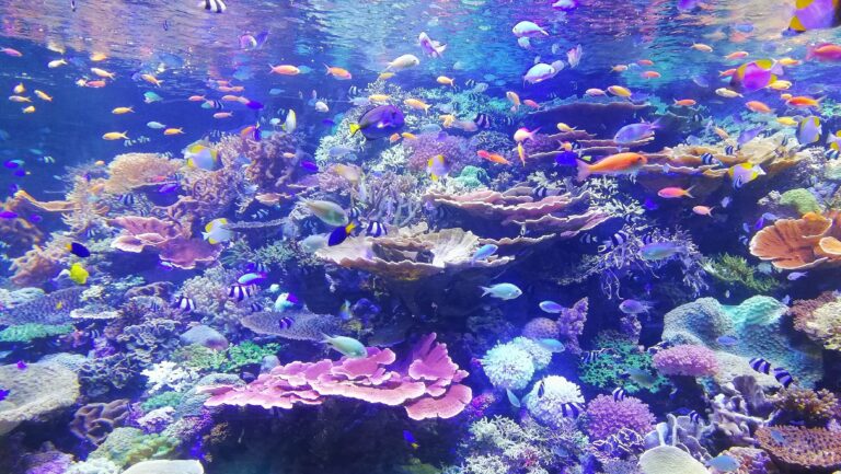 Mainstream Media Shock as Coral on the Great Barrier Reef Records Five Years of Record Growth