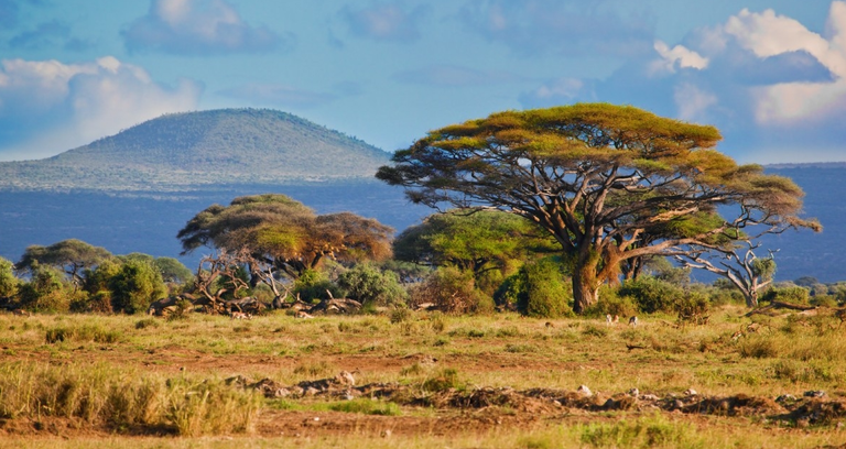 ‘Supercharged’ Global Greening in African Savannah: CO2 Brings Huge Boost to Grass Growth