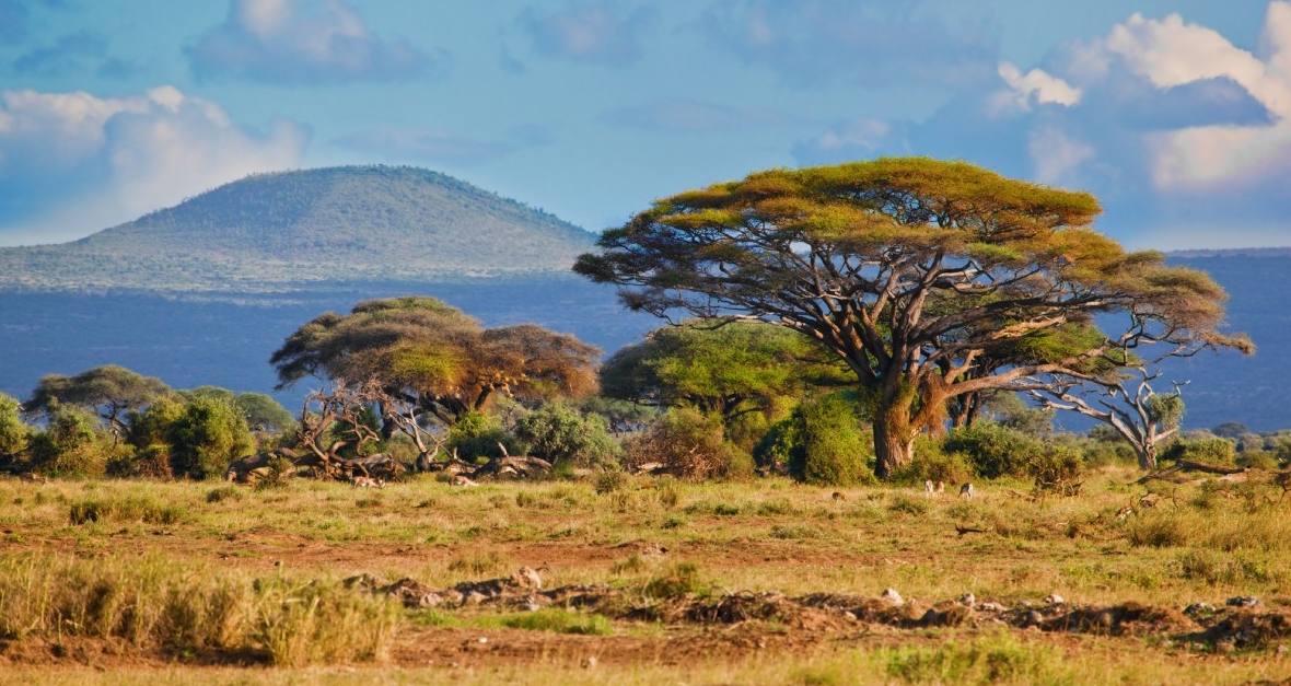‘Supercharged’ Global Greening in African Savannah: CO2 Brings Huge Boost to Grass Growth – The Daily Sceptic