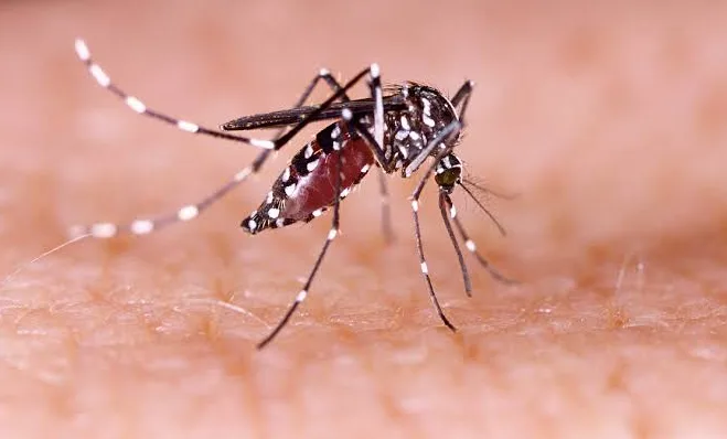 The ‘Experts’ Are Still Trying to Scare Us With Non-Scary Viruses