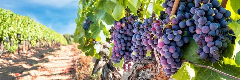 No, Climate Change is Not ‘Squeezing’ the World’s Vineyards