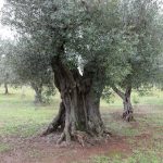 OliveTrees